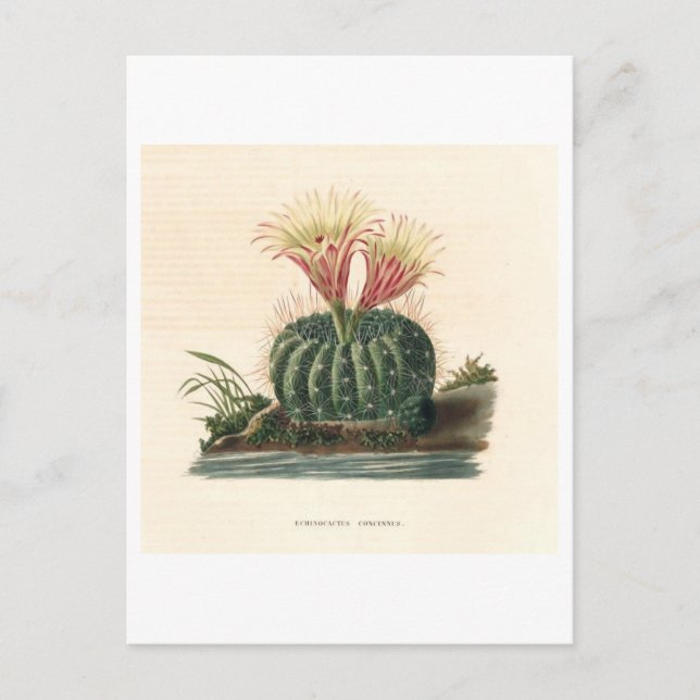 Botanische Illustration der Kaktus aus dem Jahr 18 Postkarte (Vorderseite)