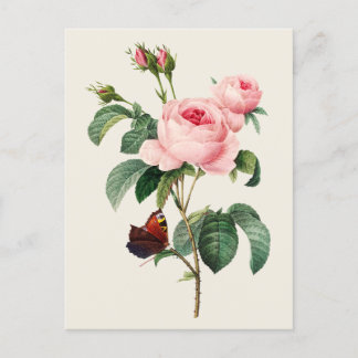 Botanische Illustration der Vintage-Kohlrose Postkarte
