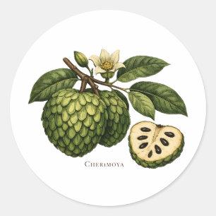 Botanische Illustration des Cherimoya-Fruchtzweigs Runder Aufkleber