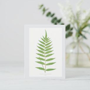 Botanische Illustration des Fern Leaf Postkarte