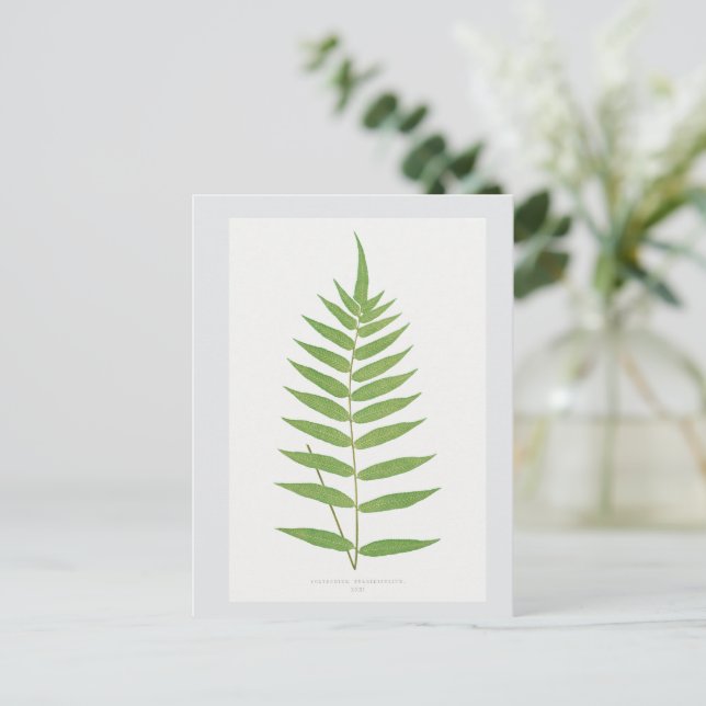 Botanische Illustration des Fern Leaf Postkarte (Stehend Vorderseite)