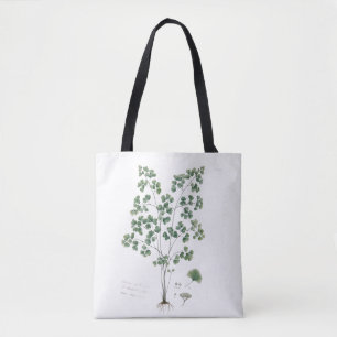 Botanische Illustration des Frauenhaarfarns im Vin