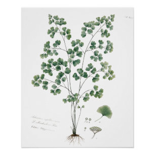 Botanische Illustration des Frauenhaarfarns im Vin Poster
