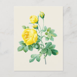 Botanische Illustration des Vintagen Gelbroses Postkarte