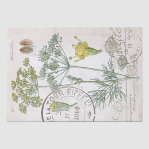 Botanische Illustration Dill Französischer Postste Seidenpapier