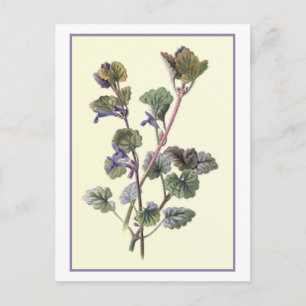 Botanische Illustration "Ground Ivy" Postkarte