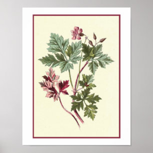 Botanische Illustration "Herb Robert" Poster