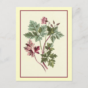 Botanische Illustration "Herb Robert" Postkarte