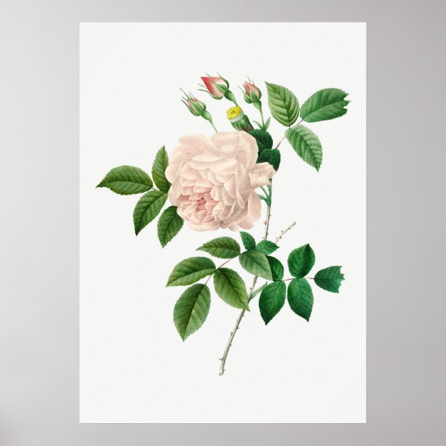 Botanische Illustration in blassrosa Rose (kein Te Poster (Vorne)