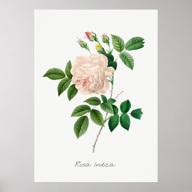 Botanische Illustration in Pellrosa Poster (Vorne)
