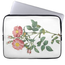Botanische Illustration