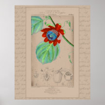 Botanische Illustration Passionblume