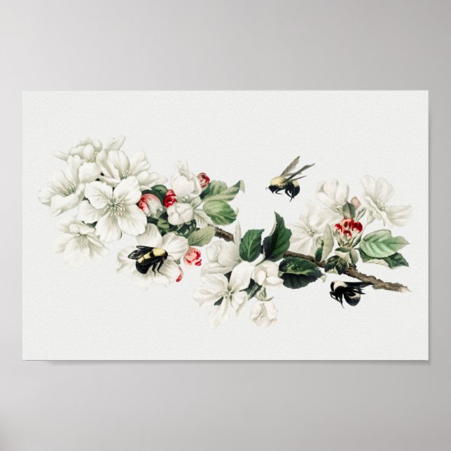 Botanische Illustration Poster (Vorne)