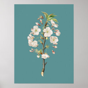 Botanische Illustration Poster