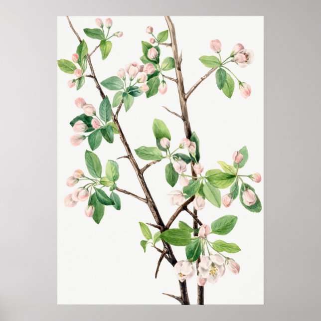 Botanische Illustration Poster (Vorne)