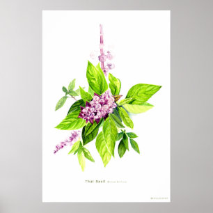 Botanische Illustration Poster