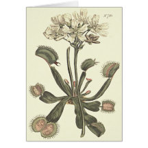 Botanische Illustration Venus Flytrap