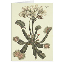 Botanische Illustration Venus Flytrap