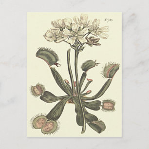 Botanische Illustration Venus Flytrap Postkarte