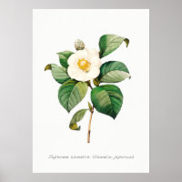 Botanische Illustration Vintag Japanisch Kamelien