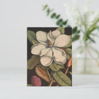 Botanische Illustration Vintag White Magnolia
