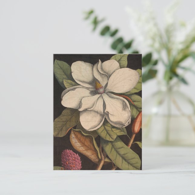 Botanische Illustration Vintag White Magnolia Postkarte (Stehend Vorderseite)