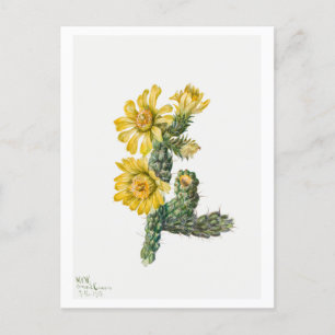 Botanische Illustration von Cylindropuntia Whipple Postkarte