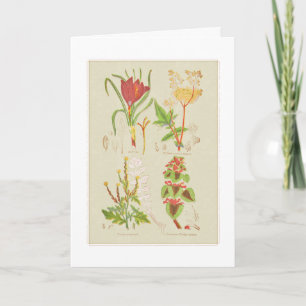 Botanische Illustration von Platte I Dankeskarte