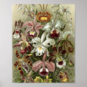 Botanische Illustration von Vintage-Orchideen Poster