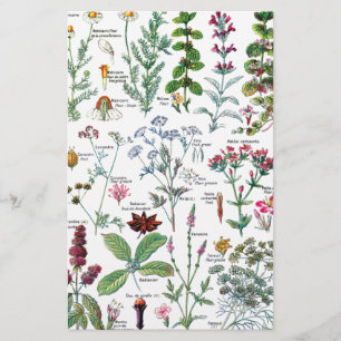 Botanische Illustrationen Briefpapier