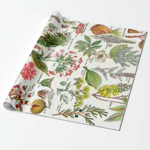Botanische Illustrationen Geschenkpapier
