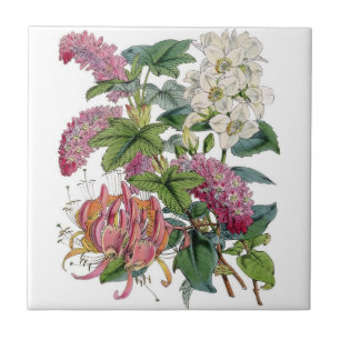 Botanische Illustrationen im Vintage-Stil Fliese