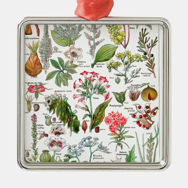 Botanische Illustrationen Silbernes Ornament (Vorne)
