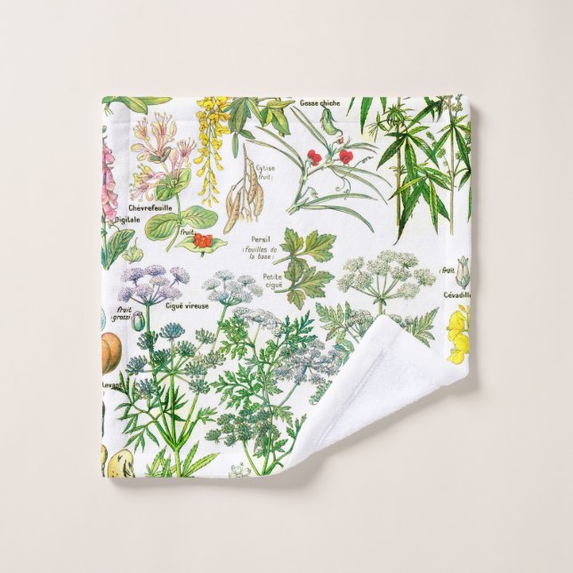 Botanische Illustrationen Waschlappen (Waschlappen)
