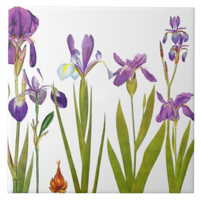 Botanische Iris-Blumen Redoute Blumengarten Fliese (Vorderseite)