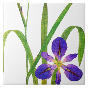 Botanische Iris-Blumen Redoute Blumengarten Fliese