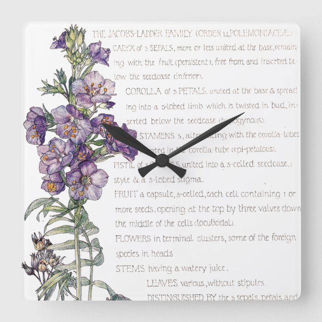 Botanische Jacobs Leiter-Familien-Blumen-Wand-Uhr Quadratische Wanduhr (Vorderseite)