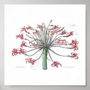 BOTANISCHE "JOSEPHINE'S LILY" REDOUTÉ POSTER