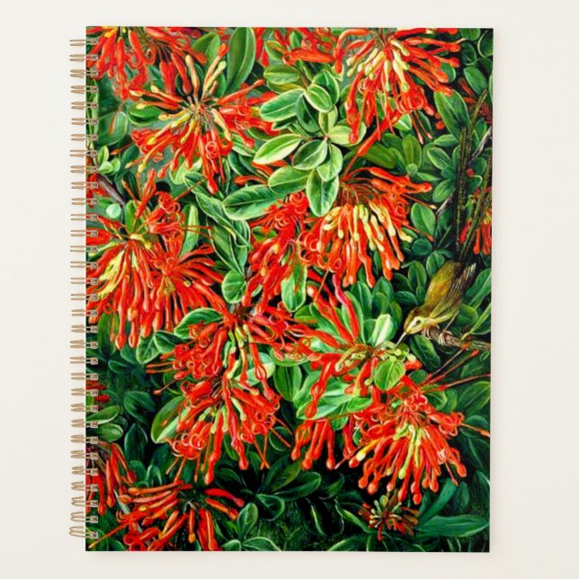 Botanische Kunst: Bush und Emu Wren des Chilen bre Planer (Vorderseite)