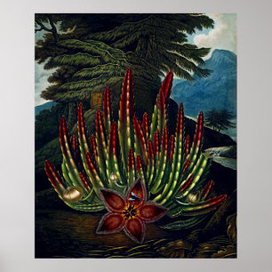Botanische Kunst Der Tempel der Flora Stapedia Poster