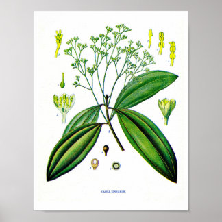 Botanische Kunst: Illustration der Cinnamon-Pflanz Poster