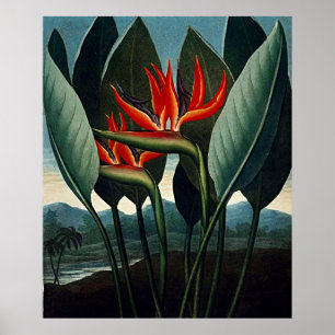 Botanische Kunst - Paradies Poster