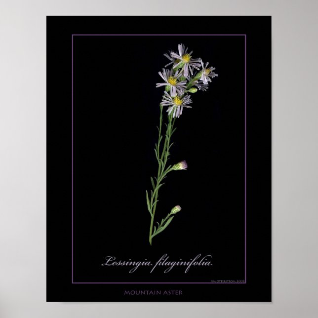 Botanische Kunstdruckerei in der Bergwelt Poster (Vorne)