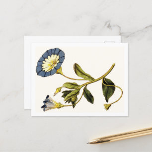 Botanische Kuriositäten Postkarte