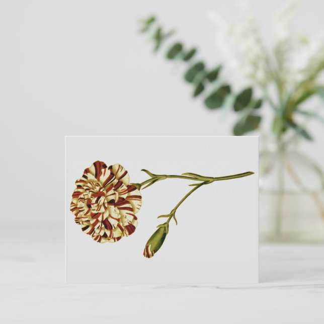 Botanische Kuriositäten Postkarte (Stehend Vorderseite)