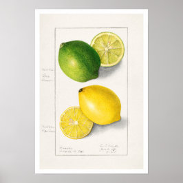 BOTANISCHE "LEMONS" AMANDA ALMIRA NEWTON POSTER