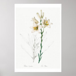 BOTANISCHE "MADONNA LILY" REDOUTÉ POSTER