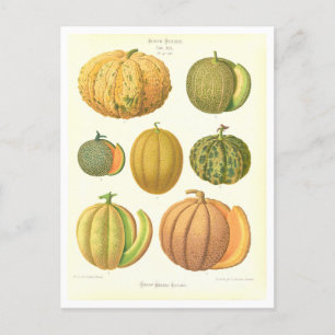 Botanische Melonen-Illustration aus einem Saatkata Postkarte