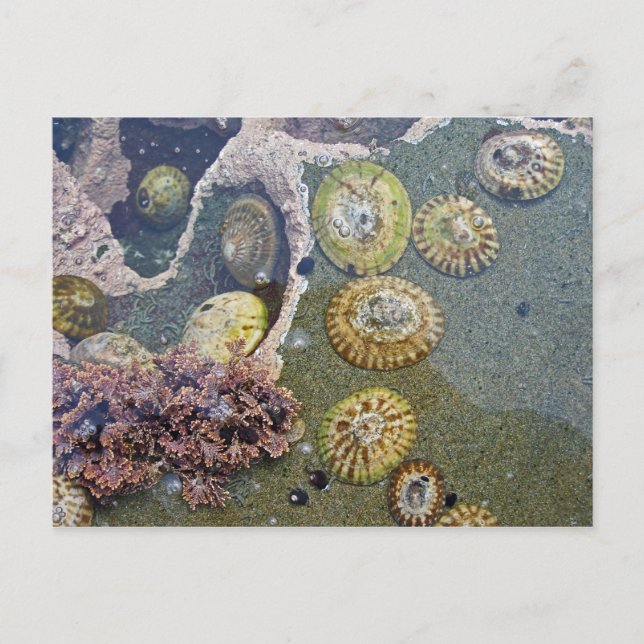 botanische Muscheln Postkarte (Vorderseite)