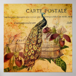 Botanische Orchidee, moderne Vintage Pfaue Poster